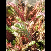 Sedum rupestre, forme glauque (fam Crassulacees) (Europe) (2)